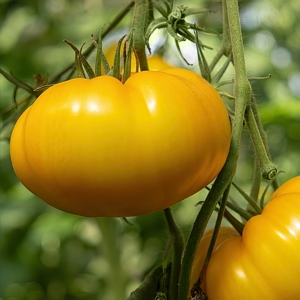 Tomato Chefs Choice Yellow